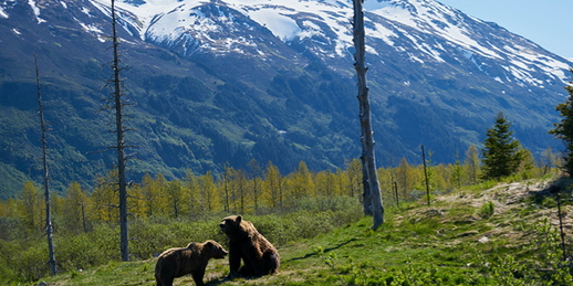 Η Επιτροπή ανακοινώνει τους νικητές και τις νικήτριες των βραβείων Natura 2000