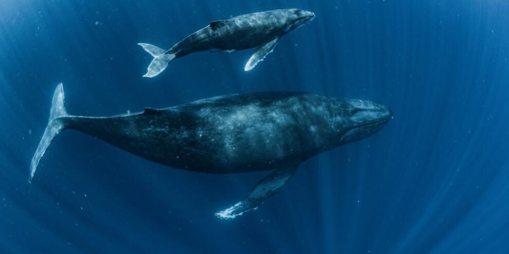 Η ΕΕ είναι έτοιμη να κυρώσει τη Διεθνή Συνθήκη για την Ανοικτή Θάλασσα