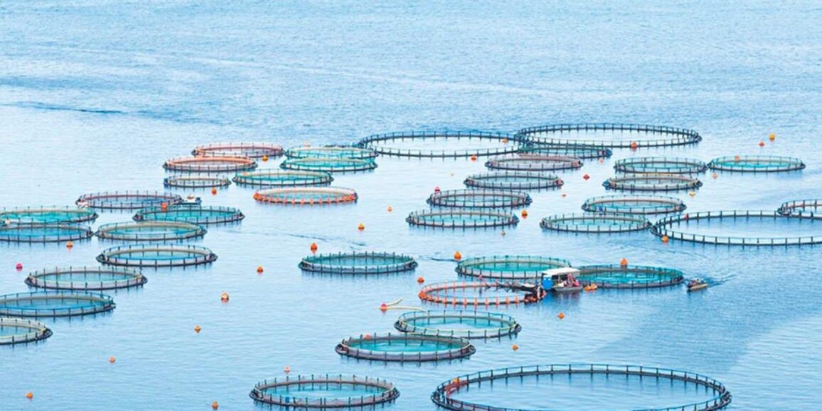 Ο Επίτροπος Καδής συμμετέχει στην εκδήλωση «Αλιείς του αύριο: Με ορίζοντα το 2050»