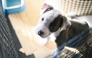 Press release – MEPs propose stricter rules on dog and cat welfare and traceability